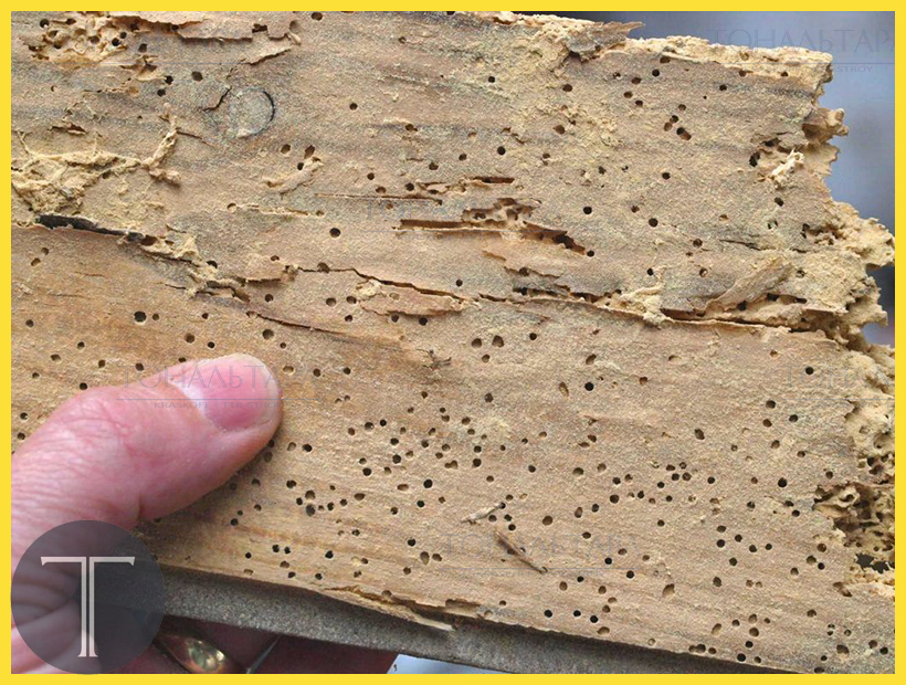 В чём заключается биозащита древесины?