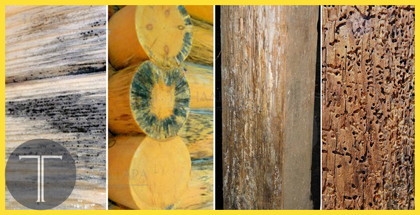 От чего нужно защищать древесину?